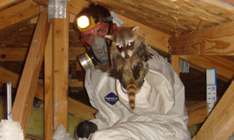 Portland Animal Trapping - Raccoon, Squirrel, Skunk Control in Oregon
